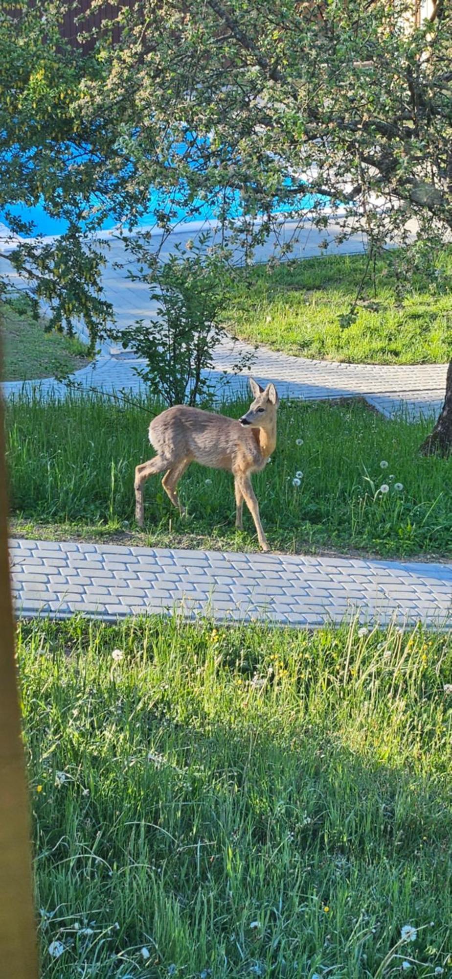 Barvy Karpat Villa Slavske Exteriör bild