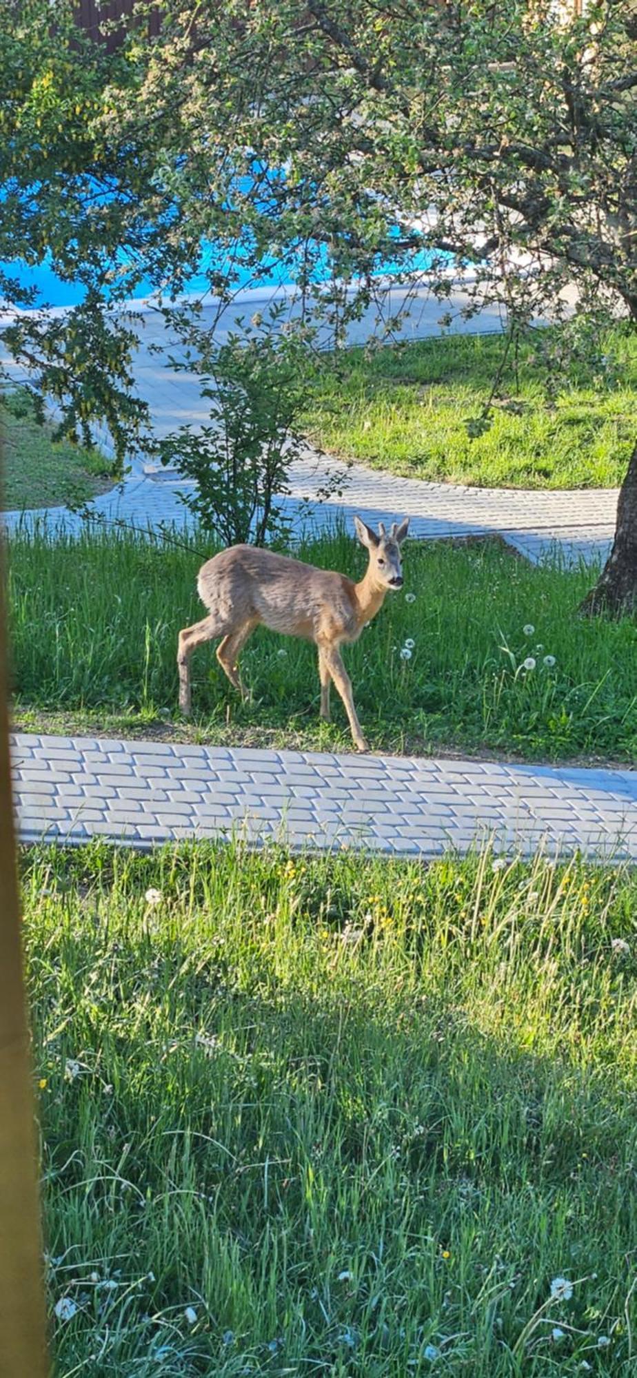 Barvy Karpat Villa Slavske Exteriör bild